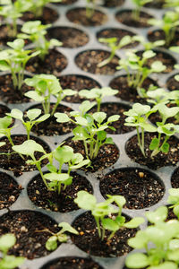 Close-up of plant growing in greenhouse