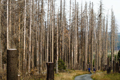 Trees in forest