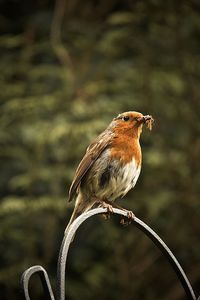 Close-up of bird perching on branch