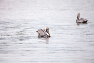 Swimming male brown pelican pelecanus occidentalis at tigertail beach in marco island, florida
