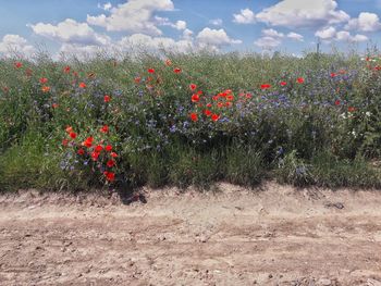 Red poppy flowers blooming on field against sky