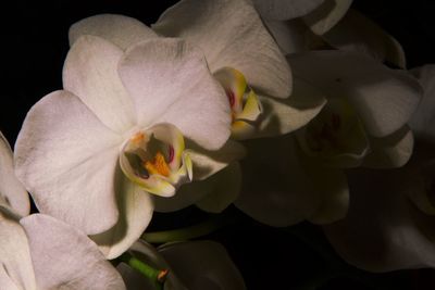 Close-up of flowers blooming outdoors