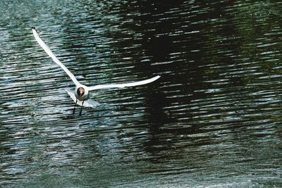 Bird flying over lake