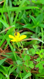 Close-up of honey bee on yellow flower