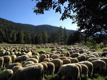 View of sheep on field against sky forest mountain 