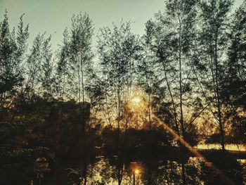 Silhouette trees in forest against sky