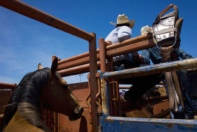 Low angle view of cowboys with horse in vehicle against sky on sunny day