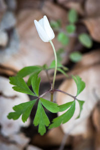 Close-up of flower blooming outdoors