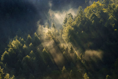 Scenic view of forest during foggy weather