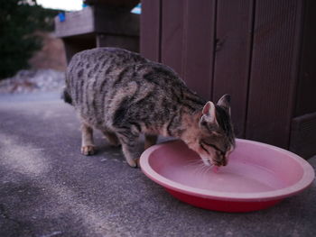 Close-up of cat