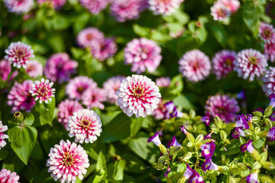 Close-up of pink flowering plants in park