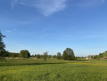 Scenic view of agricultural field against sky