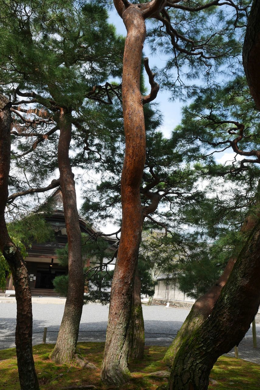 tree, day, nature, tree trunk, no people, tranquility, outdoors, water, growth, branch, scenics, beauty in nature, sky