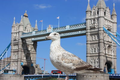 Low angle view of seagull against sky