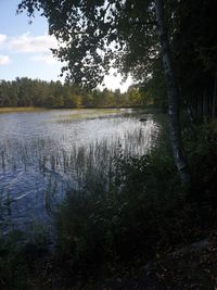 Scenic view of lake in forest against sky