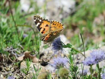 Close-up of butterfly pollinating on flower