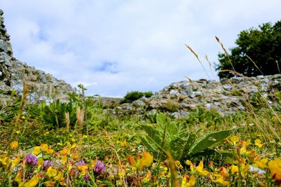 Close-up of plants against sky