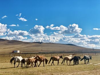 Herd of mongolian horses on the steppe