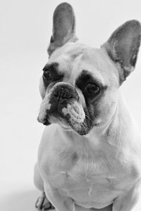 Close-up of dog looking away