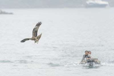 Seagull flying over sea