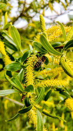 Close-up of insect on plant