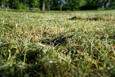 Close-up of sunlight falling on grass
