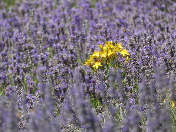 Close-up of purple flowering plants on field