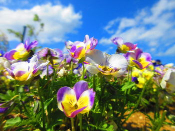 Close-up of flowers blooming against sky