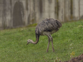 Close-up of bird on field