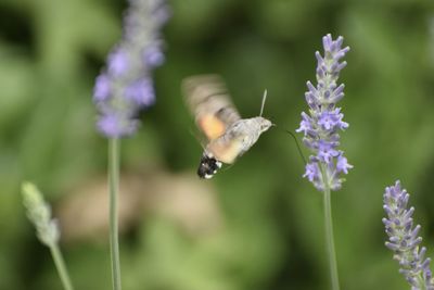 Close-up of insect pollinating on purple flower