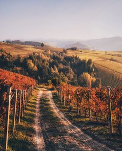 Scenic view of vineyard against sky during autumn