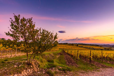 Scenic view of field against sky during sunset