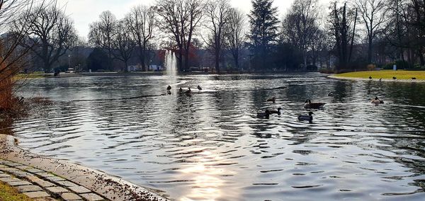 View of birds swimming in lake during rainy season