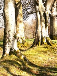 Trees in forest