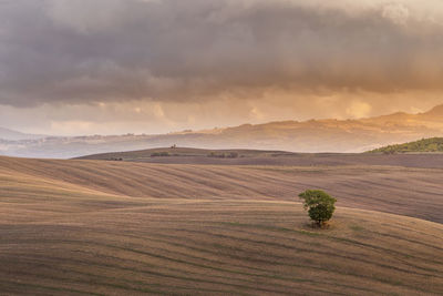 Scenic view of agricultural field against sky
