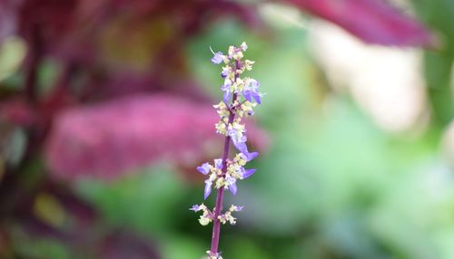 Close-up of purple flowers blooming outdoors