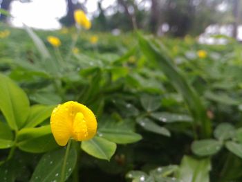 Close-up of yellow flower against blurred background