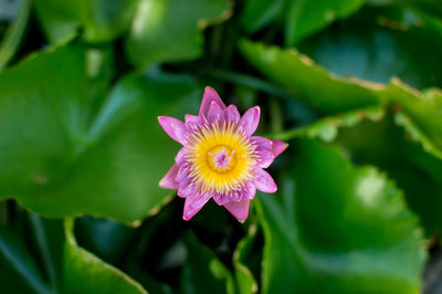 Close-up of purple flowering plant