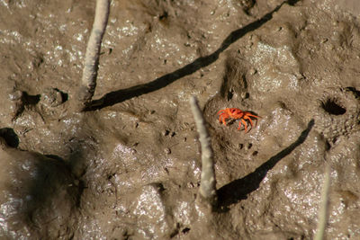 Close-up of spider in the water