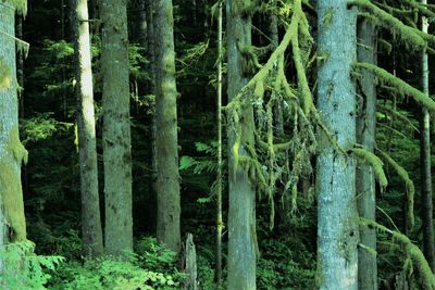 View of trees in forest