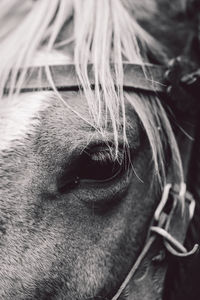 Close-up of portrait of horse outdoors