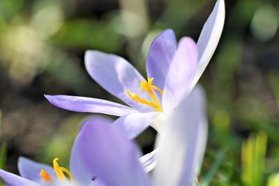 Close-up of purple crocus flower