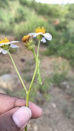 Close-up of hand holding small flower