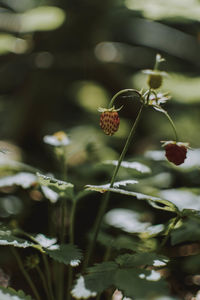 Close-up of berries on plant