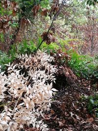 Close-up of plants growing on tree