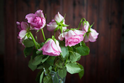 Close-up of pink roses