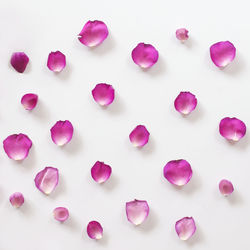 High angle view of pink flowers against white background