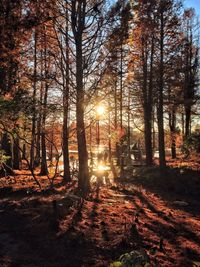 Sun shining through trees in forest