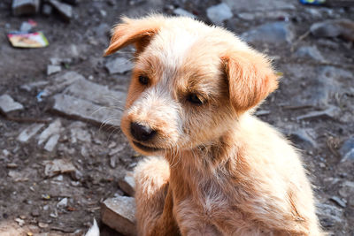 Close-up of dog looking away