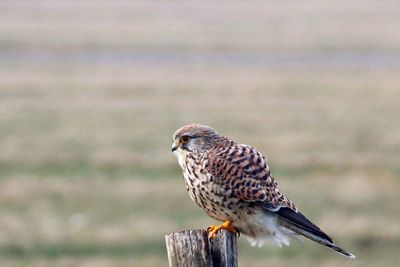 Close-up of falcon perching on wooden post